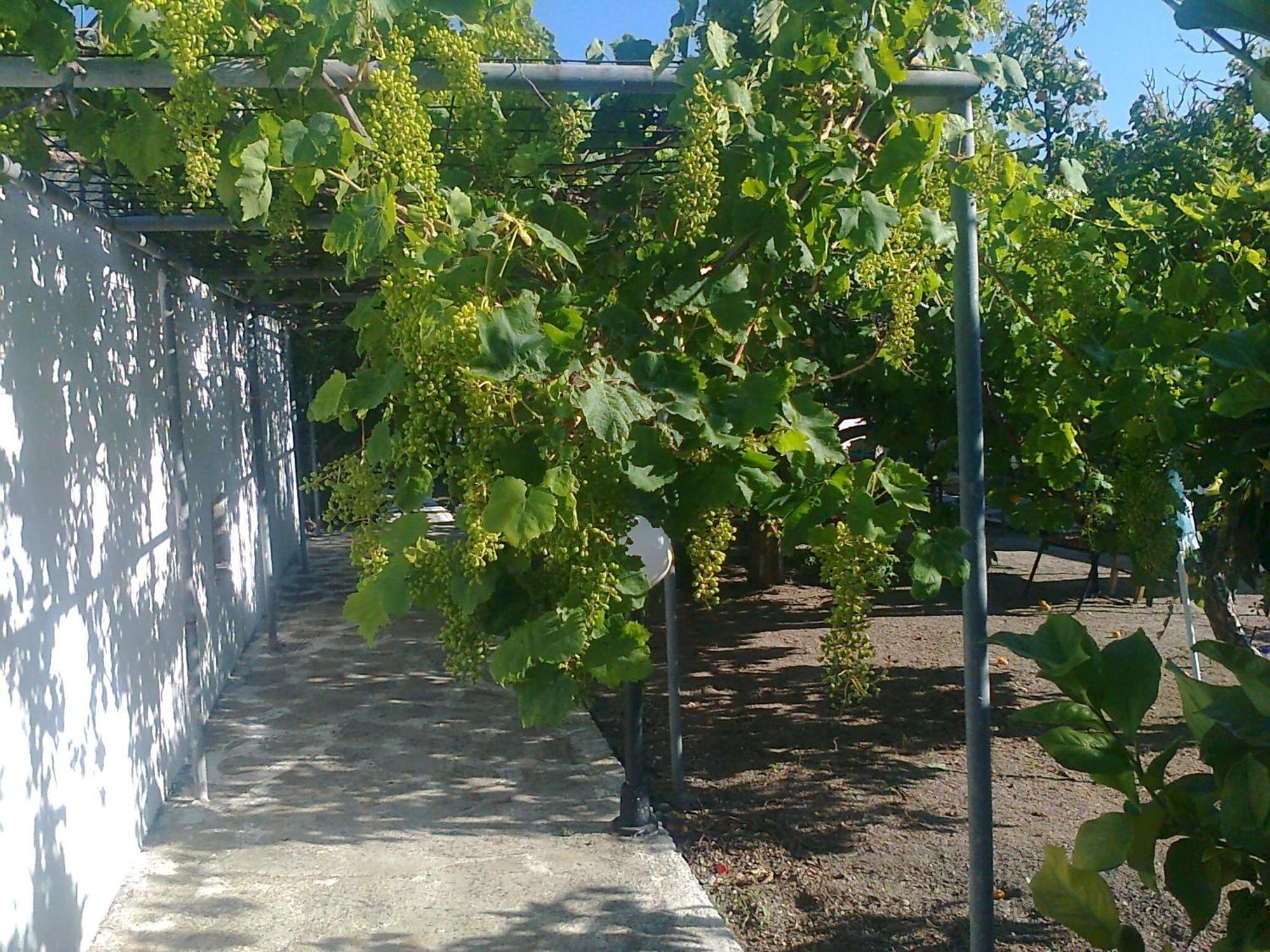 Dionysia Studios Κέφαλος Εξωτερικό φωτογραφία